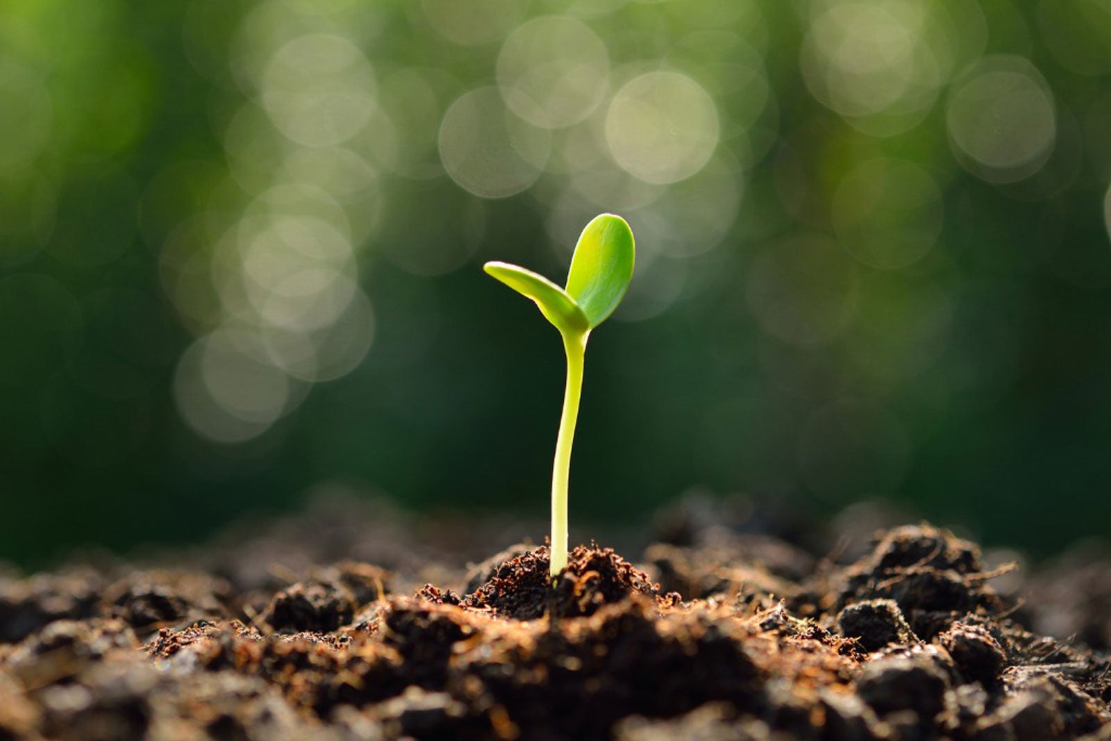 Why Seed Germination is important?